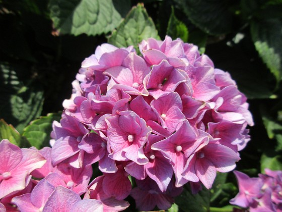 Hortensia  
                                 
2019-08-19 Hortensia_0030c  
Granudden  
Färjestaden  
Öland