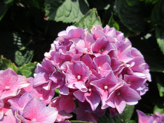 Hortensia {  } 