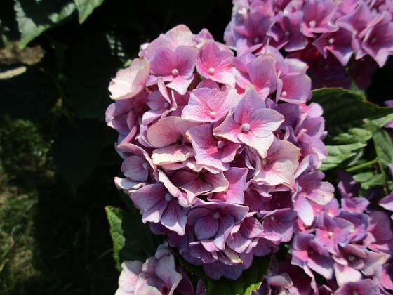 Hortensia  
                                 
2019-08-19 Hortensia_0032c  
Granudden  
Färjestaden  
Öland