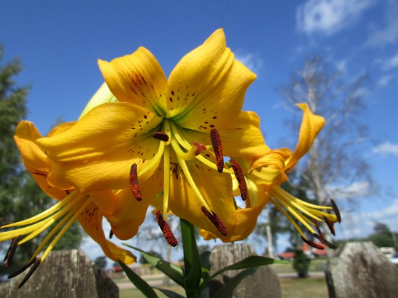 Lilja  
Yellow Bruse                                 
2019-08-19 Lilja_0008b  
Granudden  
Färjestaden  
Öland