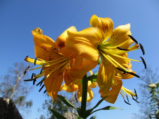 Lilja  
Yellow Bruse                                 
2019-08-19 Lilja_0023  
Granudden  
Färjestaden  
Öland