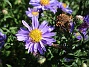 Aster  
Early Blue          
2019-08-19 Aster_0033c
