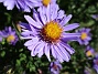 Aster  
Early Blue                                 
2019-08-19 Aster_0036b