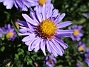 Aster