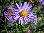 Aster  
Early Blue                                 
2019-08-19 Aster_0037b