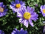 Aster  
Early Blue                                 
2019-08-19 Aster_0038b