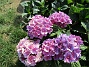 Hortensia  
                                 
2019-08-19 Hortensia_0026c