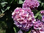 Hortensia  
                                 
2019-08-19 Hortensia_0028c