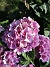                                 (2019-08-19 Hortensia_0029c)