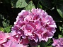                                 (2019-08-19 Hortensia_0030c)