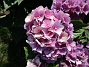 Hortensia  
                                 
2019-08-19 Hortensia_0032c