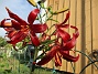 Red Velvet                                (2019-08-19 Lilja_0054)