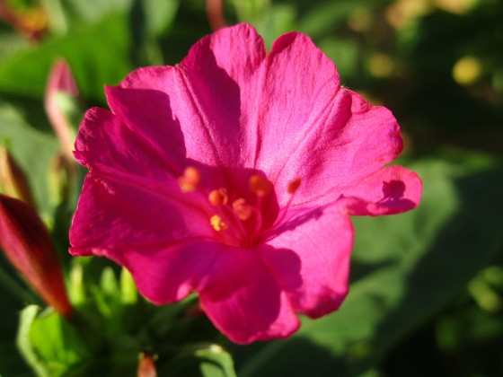 Underblomma  
                                 
2019-08-31 Underblomma_0084  
Granudden  
Färjestaden  
Öland