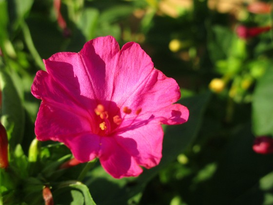 Underblomma  
                                 
2019-08-31 Underblomma_0085  
Granudden  
Färjestaden  
Öland