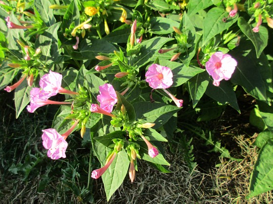 Underblomma  
                                 
2019-08-31 Underblomma_0095  
Granudden  
Färjestaden  
Öland