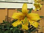                                 (2019-08-31 Lilja_0008c)