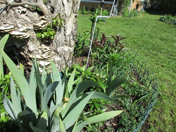 Björken 
Förra årets Trädliljor har redan blivit jättehöga. Jag undrar hur höga de kommer att bli vid blomningen sedan.