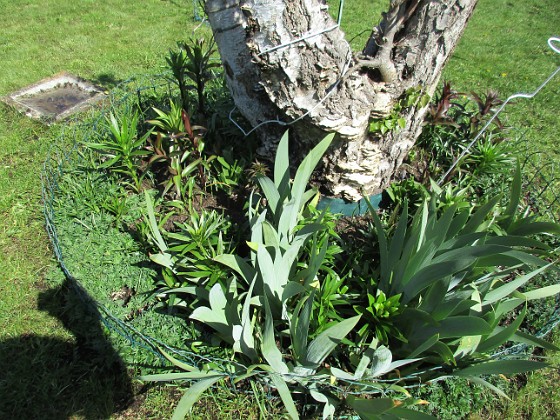 Björken 
Förra årets Trädliljor har redan blivit jättehöga. Jag undrar hur höga de kommer att bli vid blomningen sedan. Snart kommer det även Iriis här.