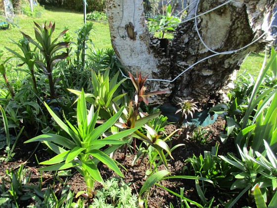 Björken  
Förra årets Trädliljor har redan blivit jättehöga. Jag undrar hur höga de kommer att bli vid blomningen sedan.  
2020-05-04 Björken_0033  
Granudden  
Färjestaden  
Öland