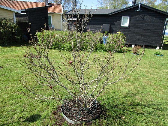 IMG_0023 
Några små knoppar har jag iaf på min Magnolia.