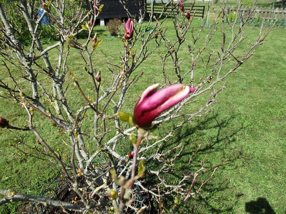 Snart slår den ut!                                 
2020-05-04 IMG_0024  
Granudden  
Färjestaden  
Öland