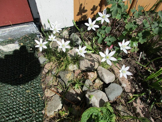 Morgonstjärna  
Morgonstjärnan växer som ogräs i min trädgård.                                 
2020-05-04 Morgonstjärna_0073  
Granudden  
Färjestaden  
Öland