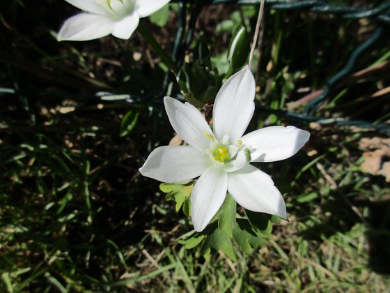 Morgonstjärna  
Morgonstjärnan är ett vackert ogräs.                                 
2020-05-04 Morgonstjärna_0082  
Granudden  
Färjestaden  
Öland