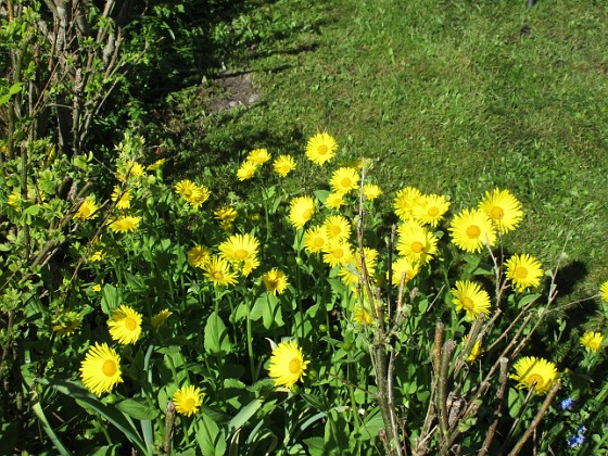 Vårkrage  
                                 
2020-05-04 Vårkrage_0055  
Granudden  
Färjestaden  
Öland