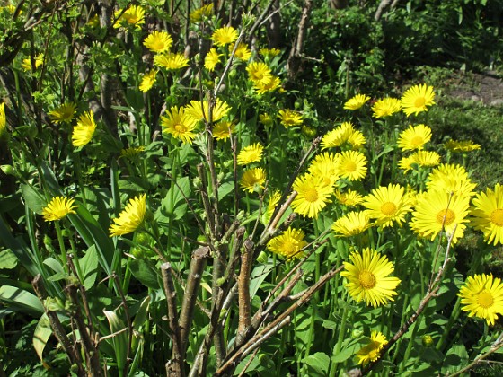 Vårkrage  
                                 
2020-05-04 Vårkrage_0061  
Granudden  
Färjestaden  
Öland