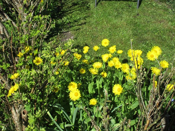 Vårkrage  
                                 
2020-05-04 Vårkrage_0062  
Granudden  
Färjestaden  
Öland