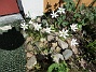 Morgonstjärnan växer som ogräs i min trädgård.                                (2020-05-04 Morgonstjärna_0073)