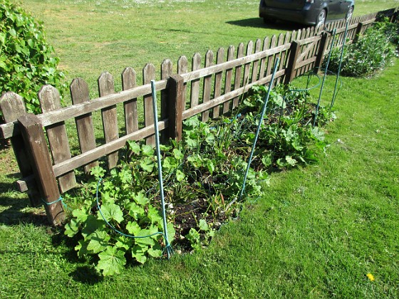 Staket, vänster 
Här blir det så småningom Stockros och en liten Pion. Nysatta Stockrosor och massor av frön börjar gro också.