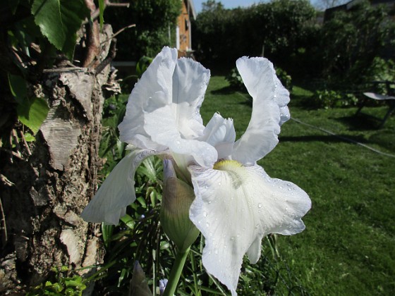 Iris 
Iris Germanica. De var lite sega i starten. De första åren blev det inga blommor. Men nu blir det mer och mer. De breder ut sig också. Doften är underbar!