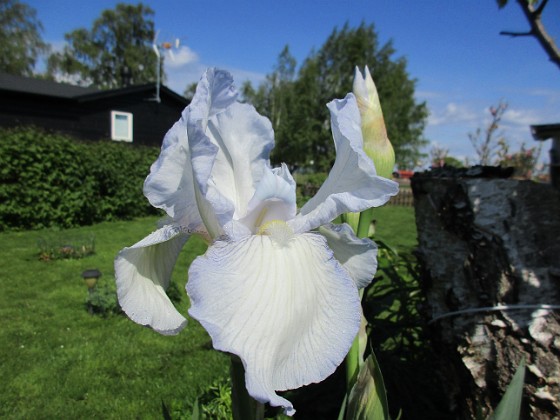 Iris 
Iris Germanica. De var lite sega i starten. De första åren blev det inga blommor. Men nu blir det mer och mer. De breder ut sig också. Doften är underbar!