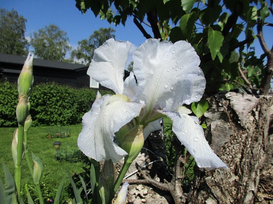 Iris 
Iris Germanica. De var lite sega i starten. De första åren blev det inga blommor. Men nu blir det mer och mer. De breder ut sig också. Doften är underbar!                               