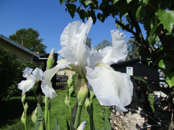 Iris { Iris Germanica. De var lite sega i starten. De första åren blev det inga blommor. Men nu blir det mer och mer. De breder ut sig också. Doften är underbar!                                } 