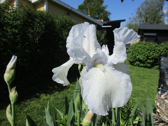 Iris 
Iris Germanica. De var lite sega i starten. De första åren blev det inga blommor. Men nu blir det mer och mer. De breder ut sig också. Doften är underbar!                               