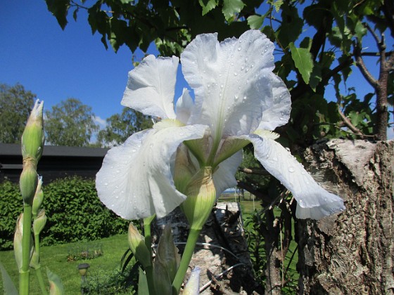 Iris 
Iris Germanica. De var lite sega i starten. De första åren blev det inga blommor. Men nu blir det mer och mer. De breder ut sig också. Doften är underbar!                               