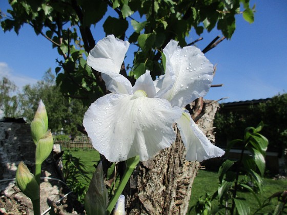 Iris { Iris Germanica. De var lite sega i starten. De första åren blev det inga blommor. Men nu blir det mer och mer. De breder ut sig också. Doften är underbar!                                } 