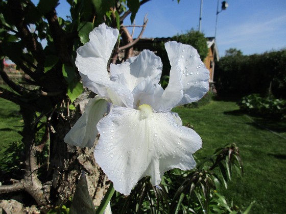 Iris { Iris Germanica. De var lite sega i starten. De första åren blev det inga blommor. Men nu blir det mer och mer. De breder ut sig också. Doften är underbar!                                } 