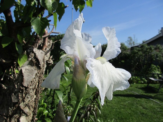 Iris { Iris Germanica. De var lite sega i starten. De första åren blev det inga blommor. Men nu blir det mer och mer. De breder ut sig också. Doften är underbar!                                } 