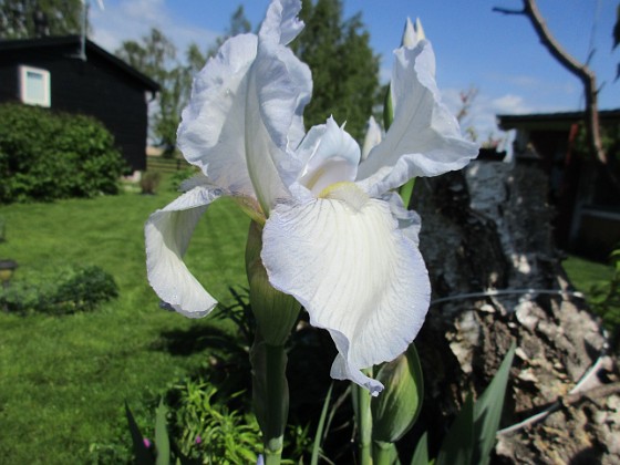 Iris { Iris Germanica. De var lite sega i starten. De första åren blev det inga blommor. Men nu blir det mer och mer. De breder ut sig också. Doften är underbar!                                } 