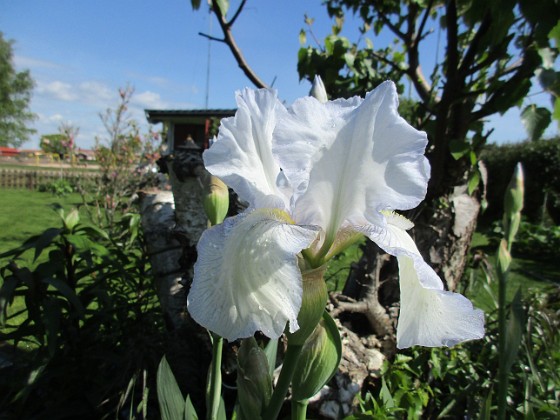 Iris { Iris Germanica. De var lite sega i starten. De första åren blev det inga blommor. Men nu blir det mer och mer. De breder ut sig också. Doften är underbar!                                } 