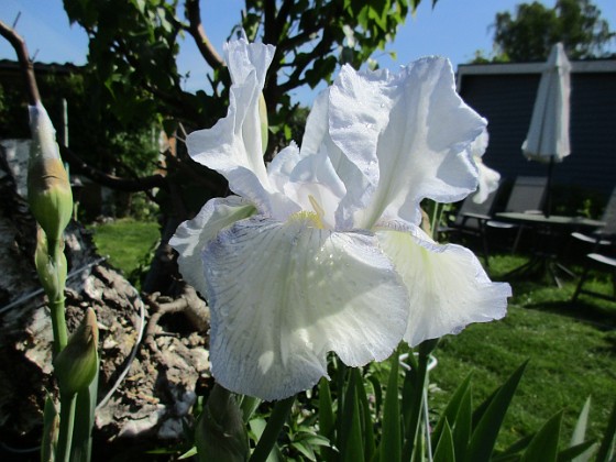 Iris 
Iris Germanica. De var lite sega i starten. De första åren blev det inga blommor. Men nu blir det mer och mer. De breder ut sig också. Doften är underbar!                               