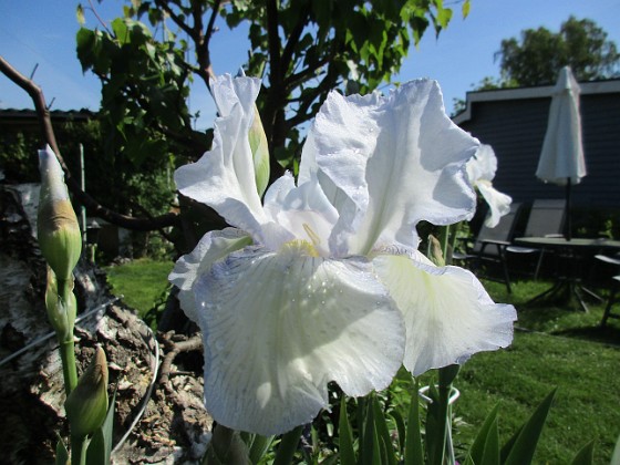 Iris 
Iris Germanica. De var lite sega i starten. De första åren blev det inga blommor. Men nu blir det mer och mer. De breder ut sig också. Doften är underbar!                               