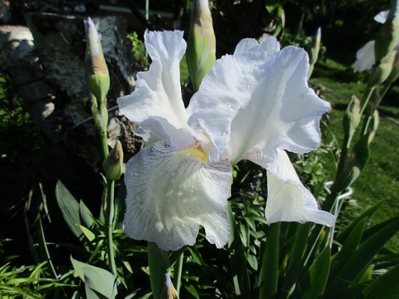 Iris 
Iris Germanica. De var lite sega i starten. De första åren blev det inga blommor. Men nu blir det mer och mer. De breder ut sig också. Doften är underbar!                               