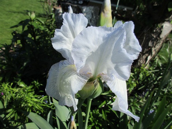 Iris { Iris Germanica. De var lite sega i starten. De första åren blev det inga blommor. Men nu blir det mer och mer. De breder ut sig också. Doften är underbar!                                } 