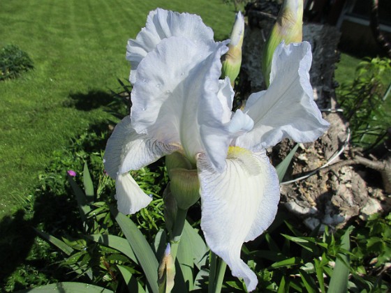 Iris { Iris Germanica. De var lite sega i starten. De första åren blev det inga blommor. Men nu blir det mer och mer. De breder ut sig också. Doften är underbar!                                } 