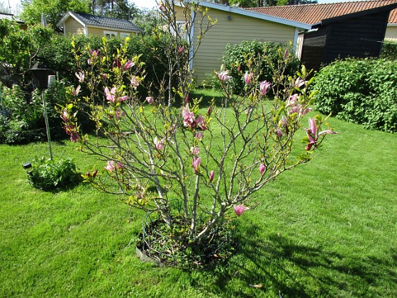 Magnolia { Min Magnolia brukar vara sen, men i år har den varit senare än vanligt. } 