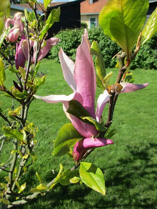 Magnolia 
Min Magnolia brukar vara sen, men i år har den varit senare än vanligt.                               